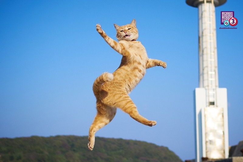 Mơ thấy mèo bay nhảy